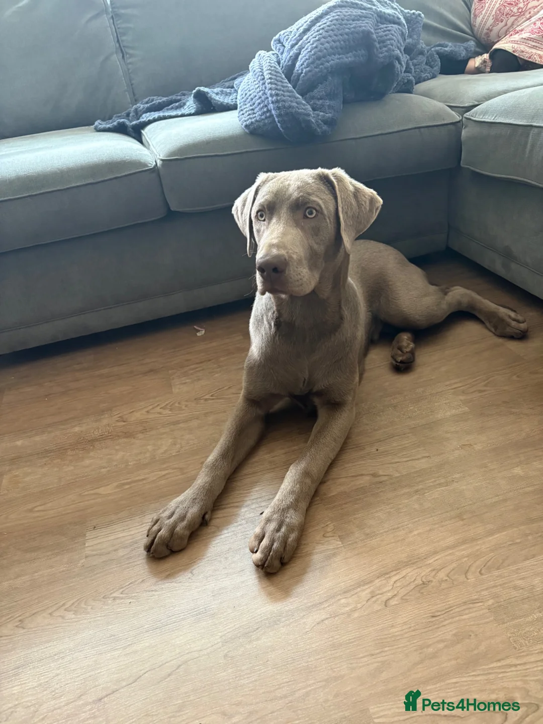 Labrador Retriever dogs for sale: Sliver Labrador.  - Advert 2