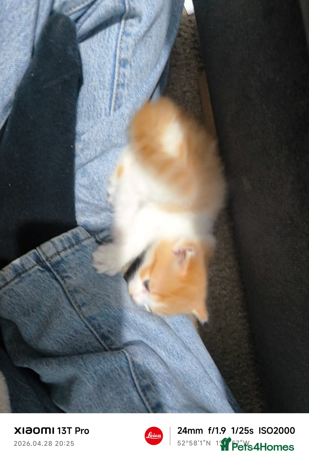 Mixed Breed cats for sale: Adorable White & Ginger Male Kitten for Sale - Advert 9