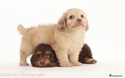 Doxiepoo dogs for sale: Adorable Doxiepoo puppies  - Image 8