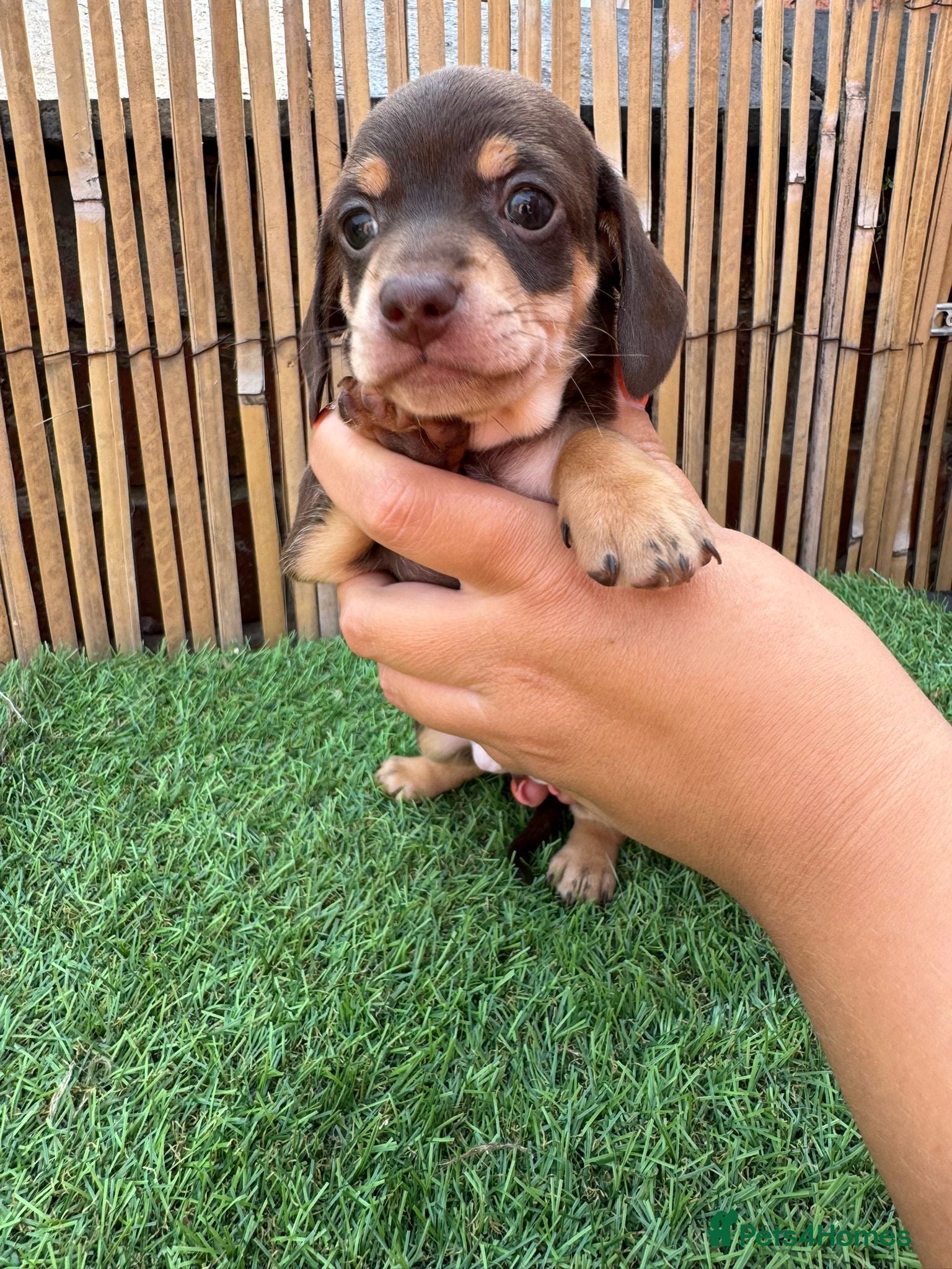 Miniature Dachshund dogs 5 Beautiful Dachshund Puppies - Advert 1