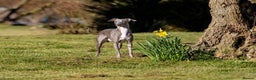 Italian Greyhound dogs for stud: *FOR STUD* Blue Italian Greyhound  in Workington - Advert 1