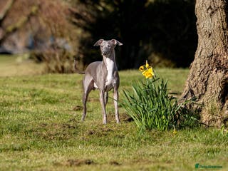 Italian Greyhound dogs *FOR STUD* Blue Italian Greyhound in Workington - Advert 11