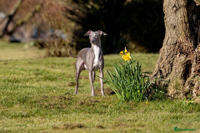 Italian Greyhound dogs in Workington - Advert 1