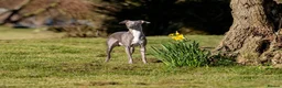 Italian Greyhound dogs for stud: *FOR STUD* Blue Italian Greyhound  in Workington - Advert 1
