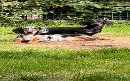Miniature Dachshund dogs for stud: SLINKY  - Image 7