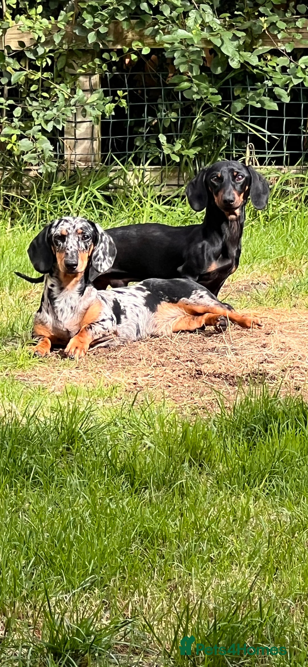 Miniature Dachshund dogs for stud: SLINKY  - Image 7