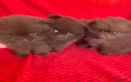 Pomeranian dogs for sale: 3 CHOCOLATE BROWN BEAR POMERANIAN PUPPY’S - Image 2