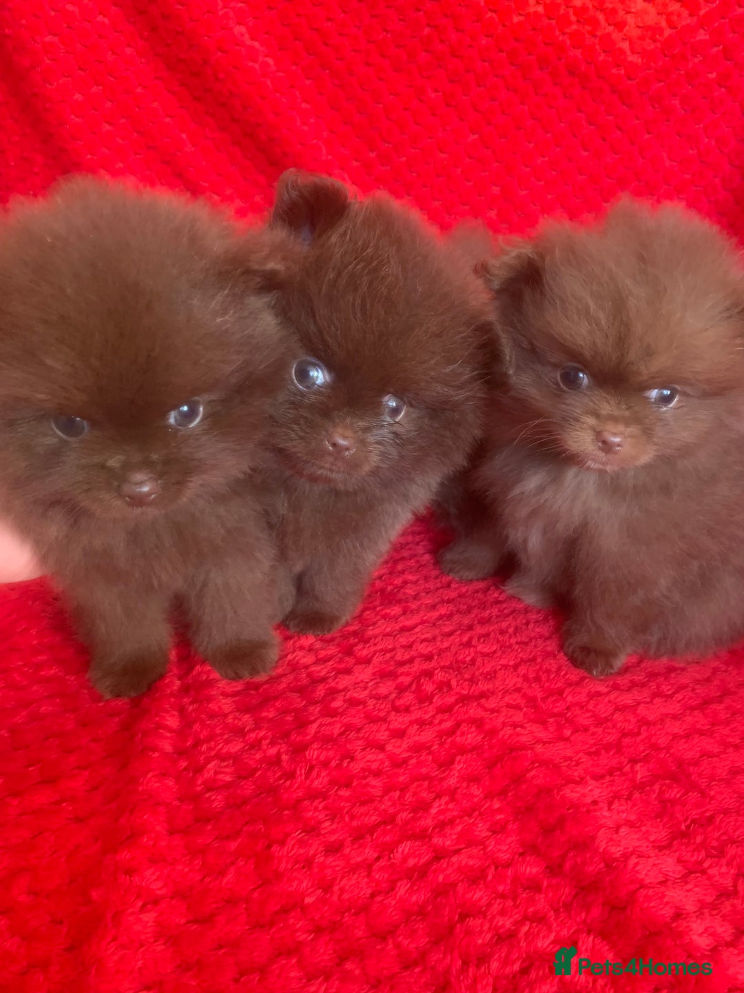 Pomeranian dogs for sale: 3 CHOCOLATE BROWN BEAR POMERANIAN PUPPY’S - Image 2