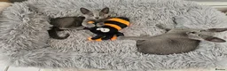 Russian Blue cats for sale: GCCF REGISTERED RUSSIAN BLUE KITTENS  - Advert 7