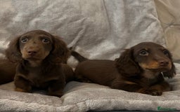 Miniature Dachshund dogs for sale: Last Long Haired Miniature Dachshund puppy in Gravesend - Image 15