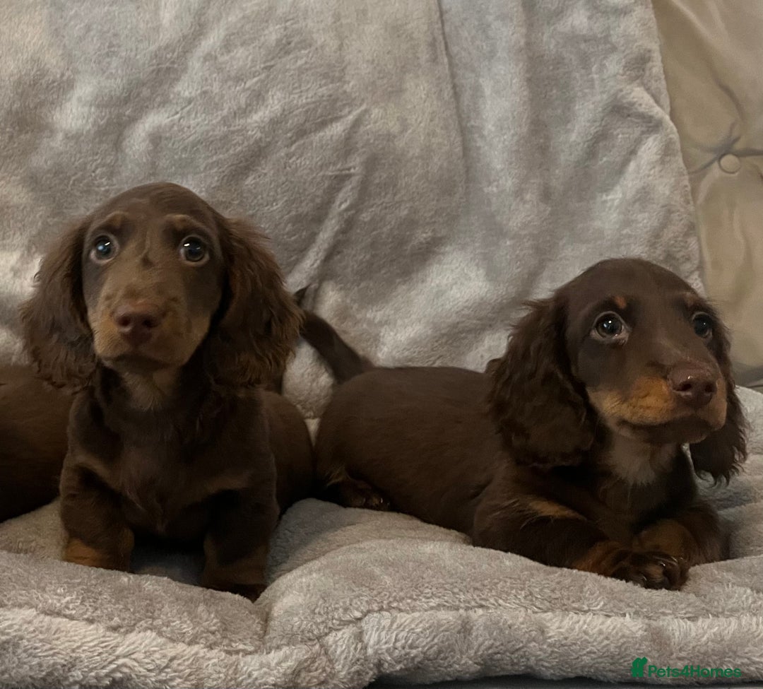 Miniature Dachshund dogs for sale: Last Long Haired Miniature Dachshund puppy in Gravesend - Image 15