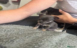 Chihuahua dogs for sale: Tiny cute chihuahua puppies  - Image 9