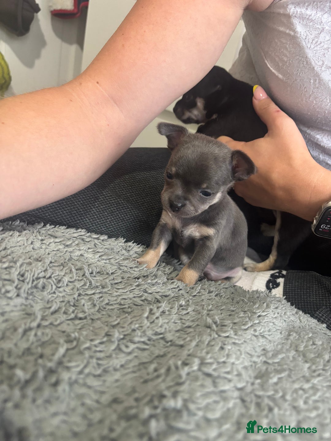 Chihuahua dogs for sale: Tiny cute chihuahua puppies  - Image 9