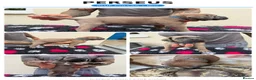 Cane Corso dogs for sale: Stunning Cane Corso puppies - only litter from mum - Advert 9