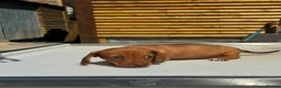 Dachshund dogs for sale: Miniature dachshund! - Advert 5