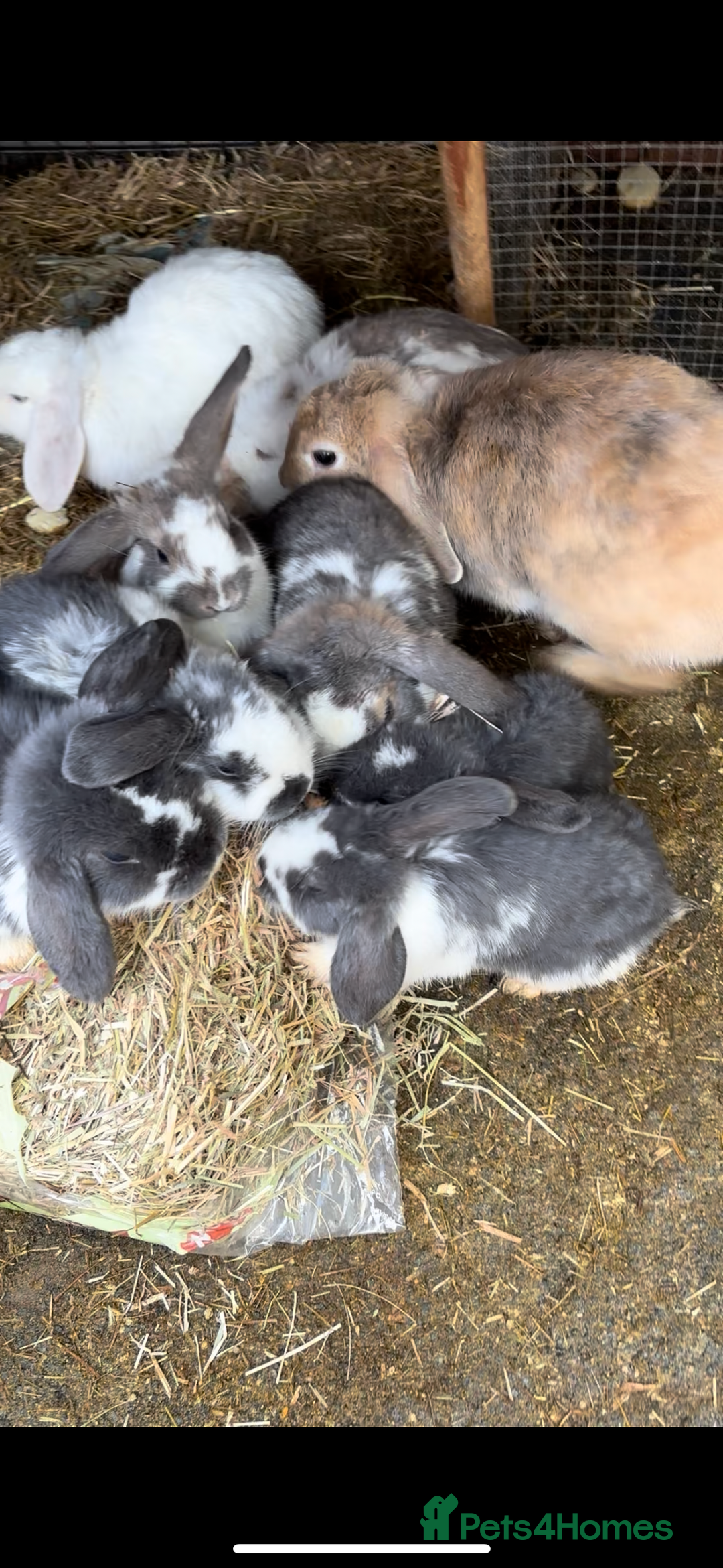 French Lop rabbits for sale: 9 Mixed Family of rabbits, Holland Lop - Image 5