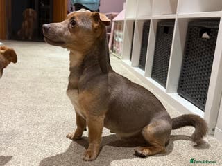 Jack Russell dogs Buzz - Advert 9