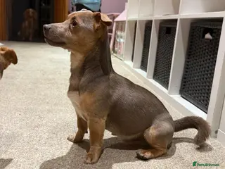 Jack Russell dogs Buzz - Advert 5