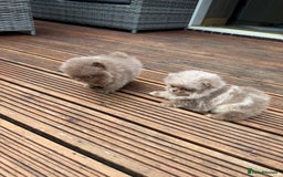 Pomeranian dogs for sale: Super Quite teddy bear Pomeranians puppy’s  - Image 7