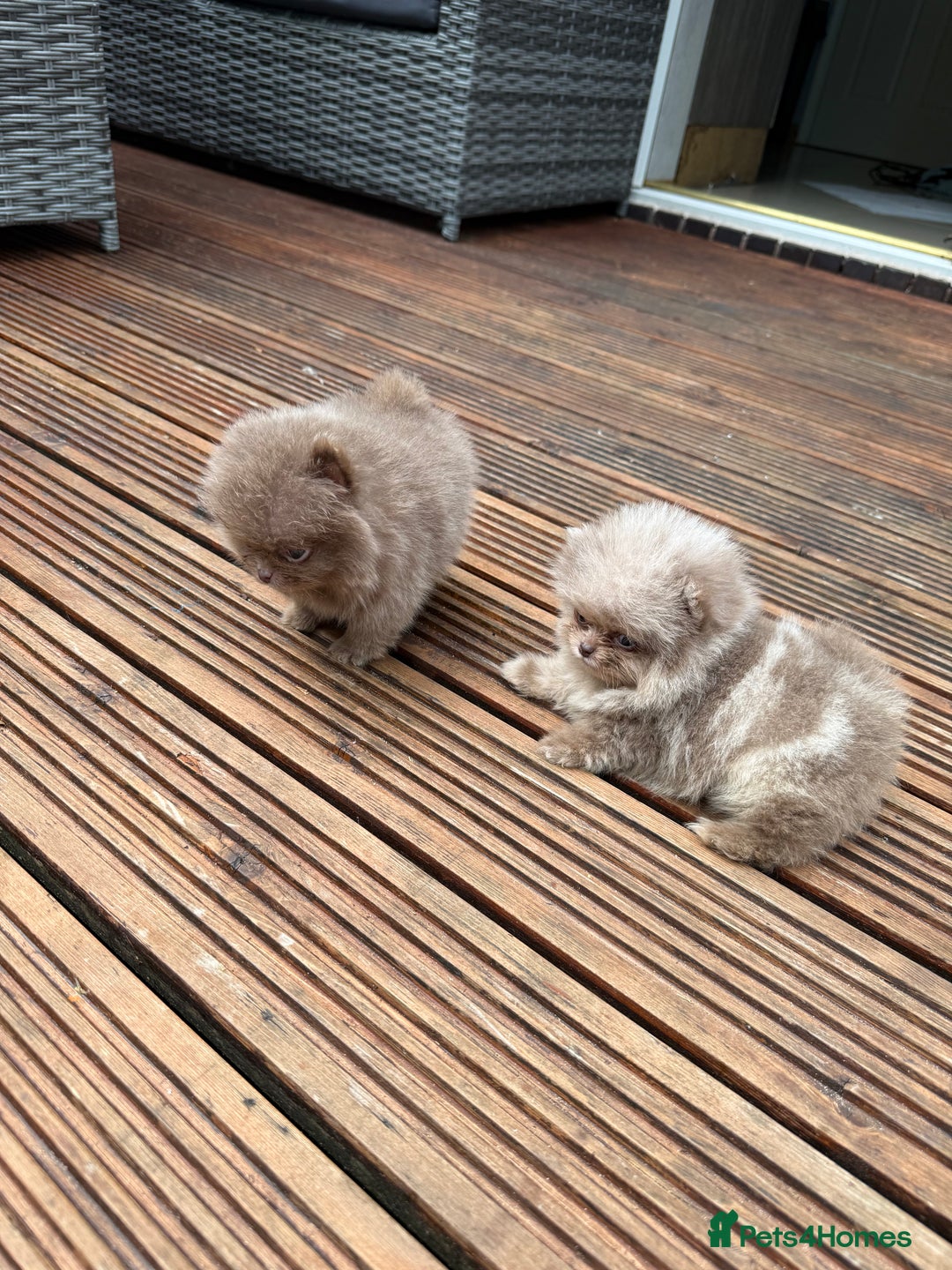 Pomeranian dogs for sale: Super Quite teddy bear Pomeranians puppy’s  - Image 7