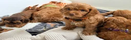Cockapoo dogs for sale: ⚜️🌸Lady Whistledown  F1 Premium Cockapoos🌸⚜️ - Advert 5