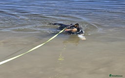 Mixed Breed dogs for sale: Border collie X German shepard female - Image 9