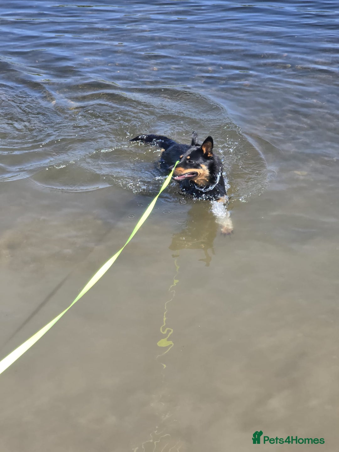 Mixed Breed dogs for sale: Border collie X German shepard female - Image 9