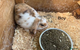Mini Lop rabbits for sale: Mini lop babies - Image 4