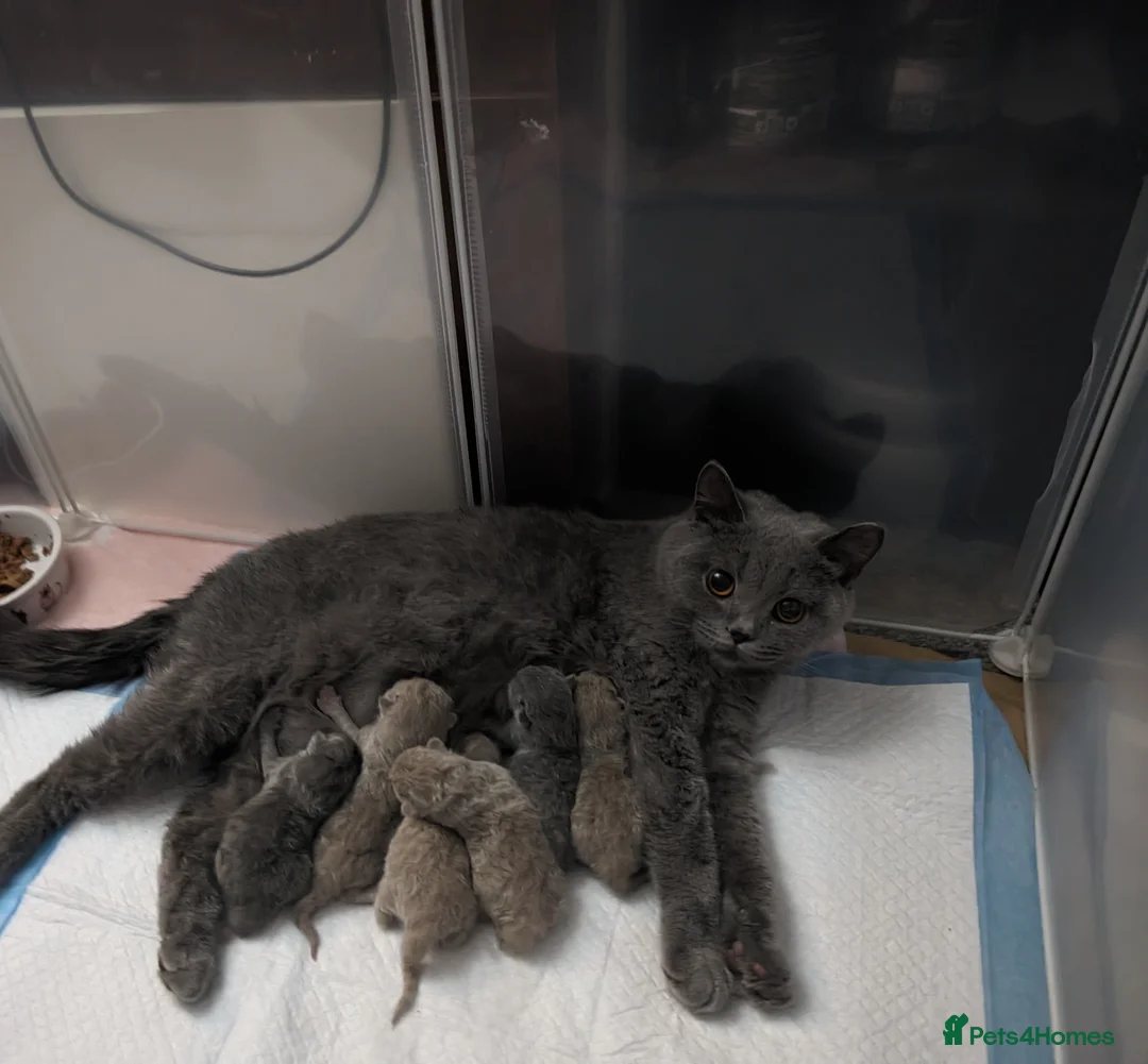 British Shorthair cats for stud: GCCF CHAMPION,TICA registered  in Barnsley - Advert 14