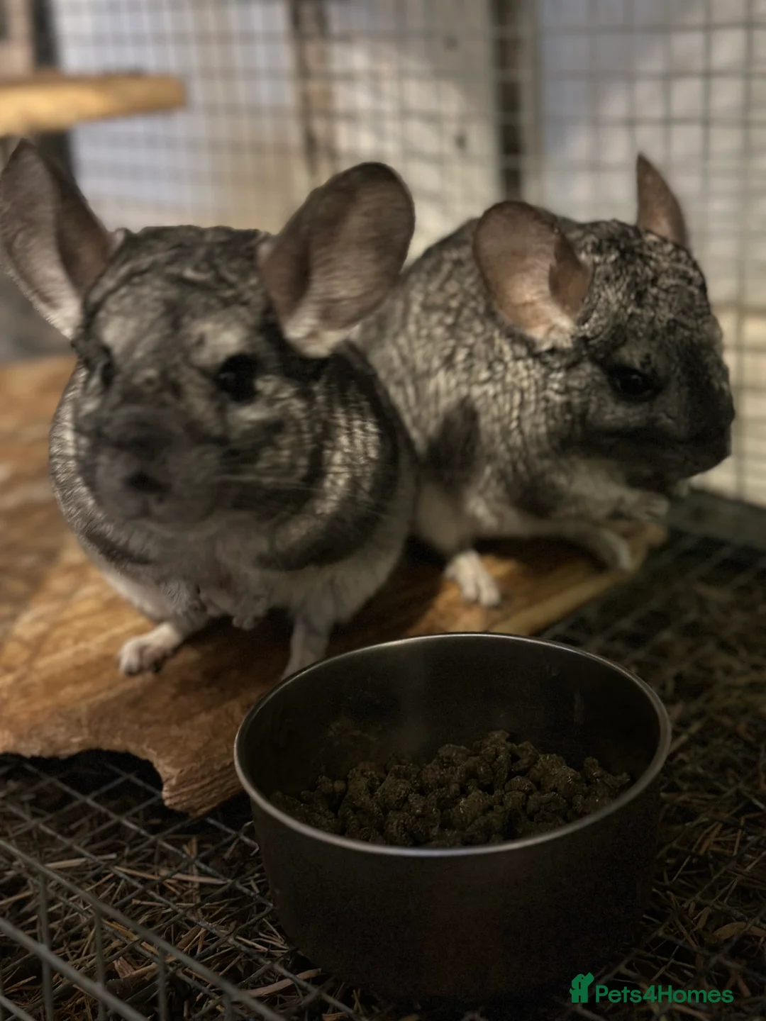 Chinchilla rodents for sale: Two beautiful females chinchillas for sale in Romford - Advert 2