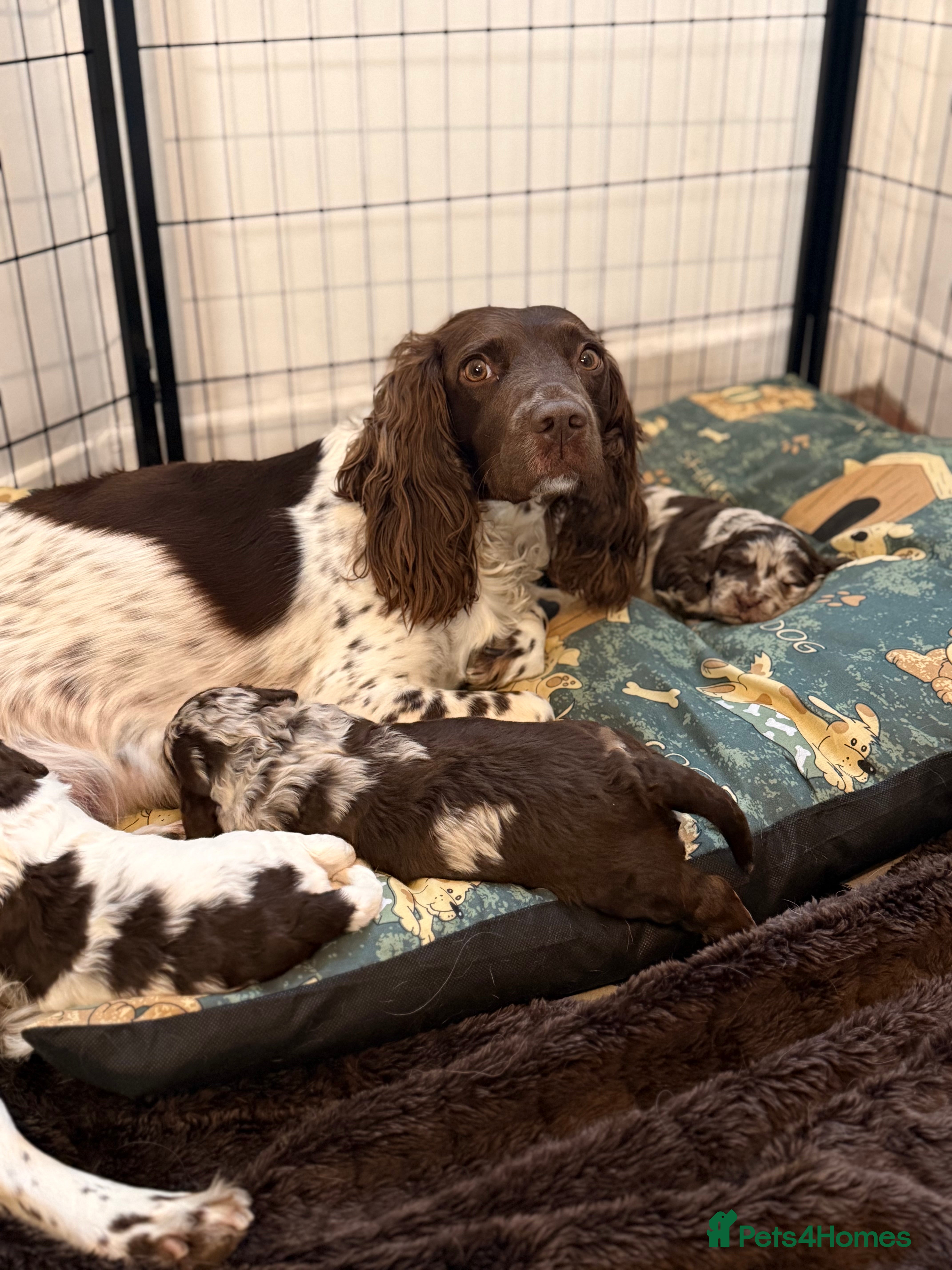 Sproodle dogs Stunning litre Merle Sproodle puppies 3 weeks old  - Advert 1