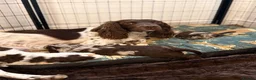 Sproodle dogs for sale: Stunning litre Merle Sproodle puppies 3 weeks old  - Advert 1