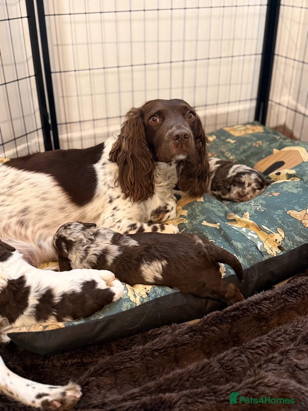 Sproodle dogs for sale: Stunning litre Merle Sproodle puppies 3 weeks old  - Advert 1