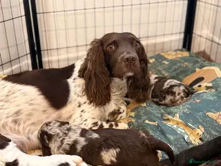 Sproodle dogs Stunning litter Merle Sproodle pups 3 weeks old - Advert 6