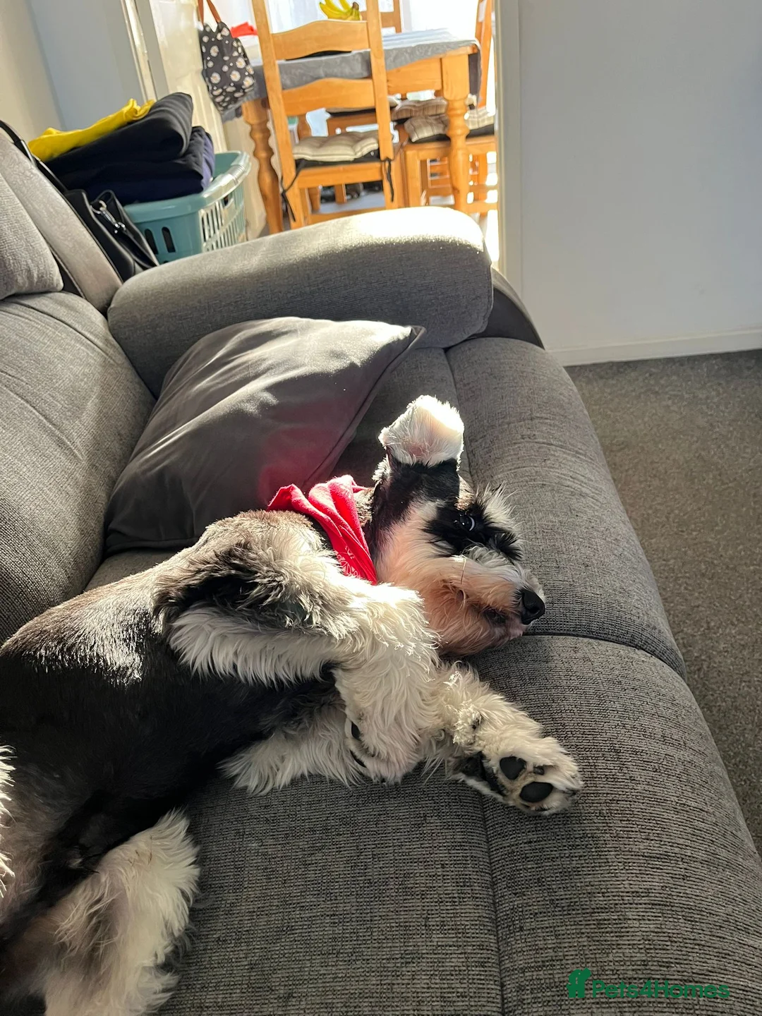 Miniature Schnauzer dogs for stud: KC Registered Miniature Schnauzer for Stud - Advert 9