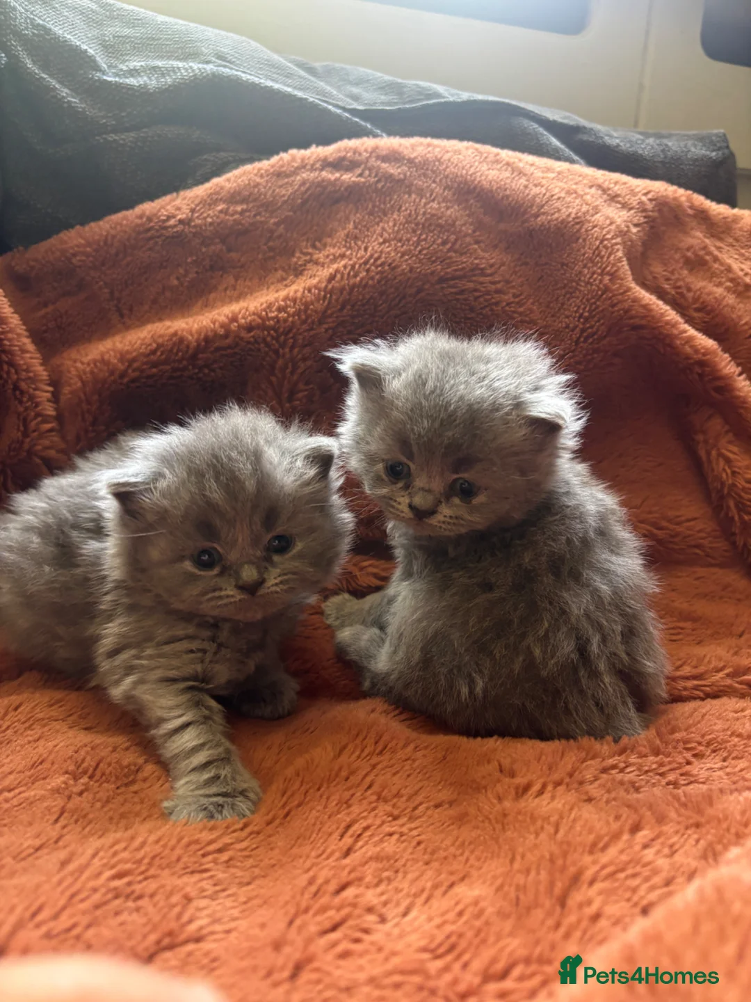 British Longhair cats for sale: British long haired blue girls  - Advert 23