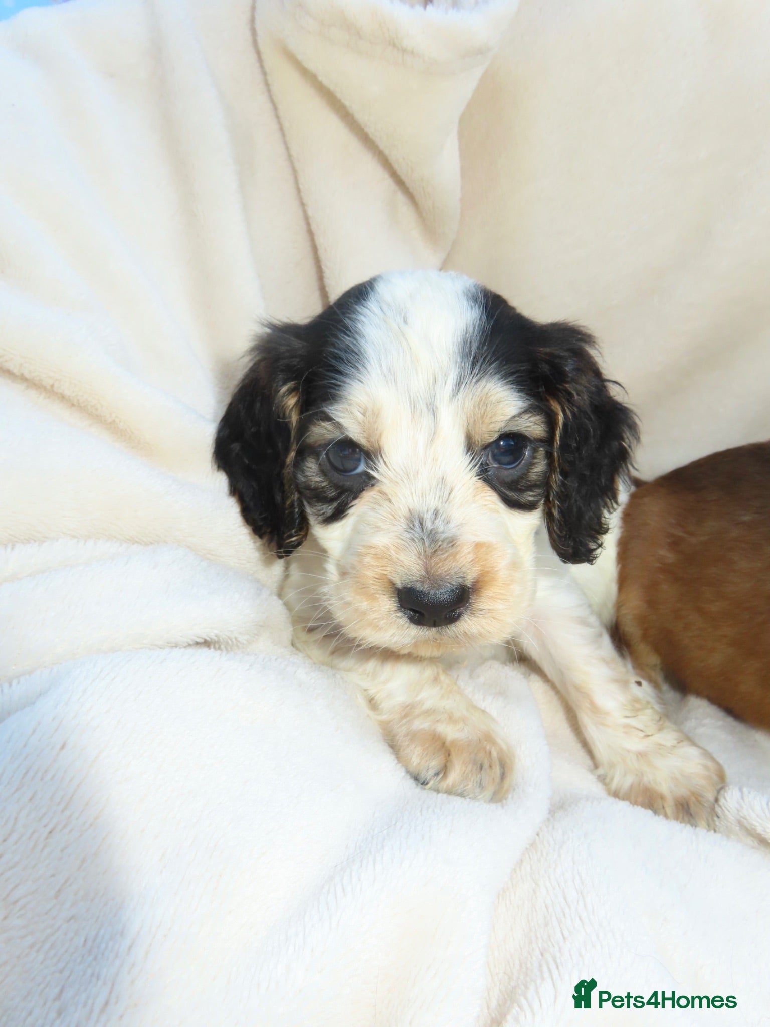Cocker Spaniel dogs *only3available* Cocker Spaniel Puppies 🐾🐶🏡 - Advert 2