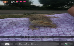 Bearded Dragon reptiles for sale: Bearded dragon boy names Loki the lizard  - Image 10