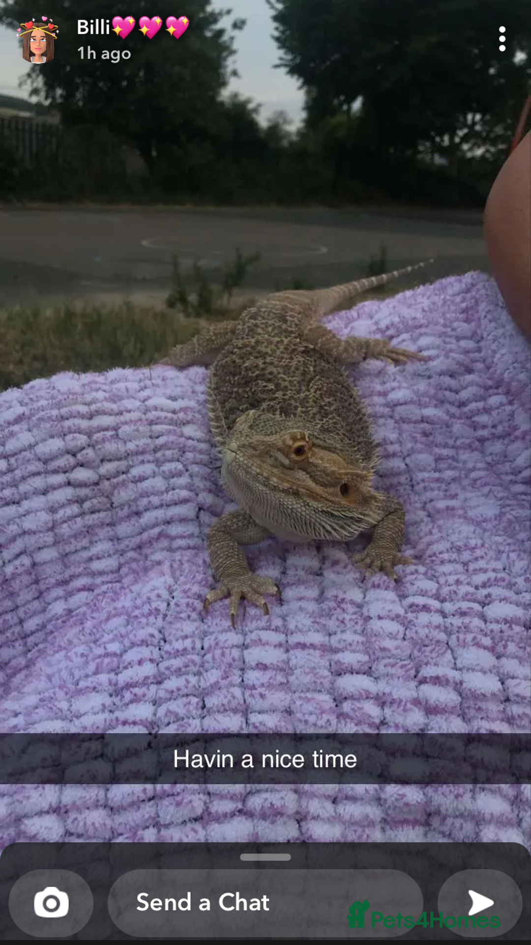 Bearded Dragon reptiles for sale: Bearded dragon boy names Loki the lizard  - Image 10