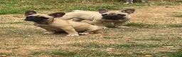 French Bulldog dogs for sale: French bulldog  - Advert 3