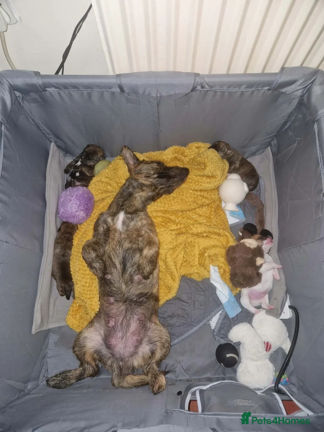 Jack Russell dogs for sale: Four male Jack Russel puppies  in Buxton - Advert 2