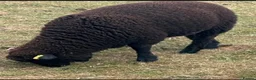 Sheep livestock for sale: Twin wether lambs for sale  in Norwich - Advert 6