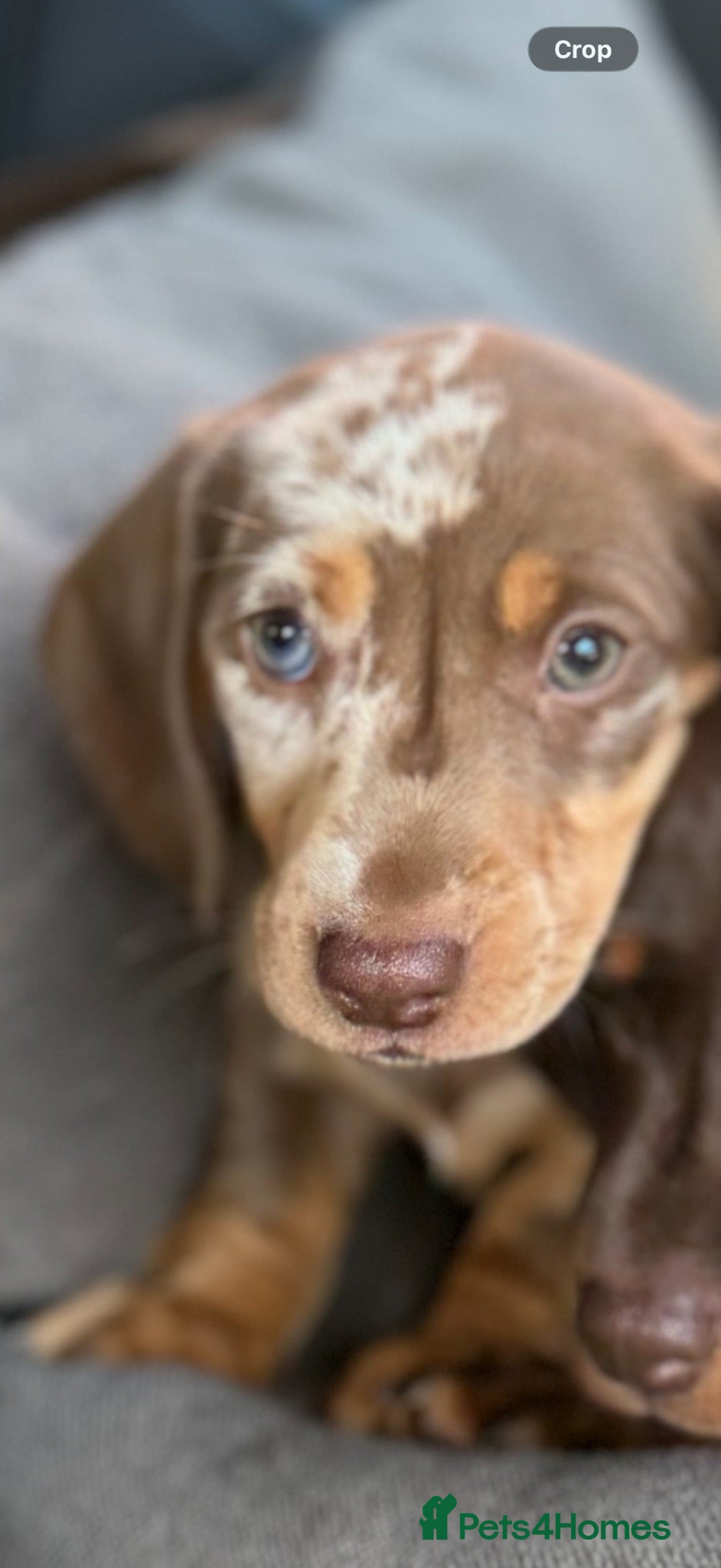 Miniature Dachshund dogs Miniature dachshund dapple female🤍 - Advert 1