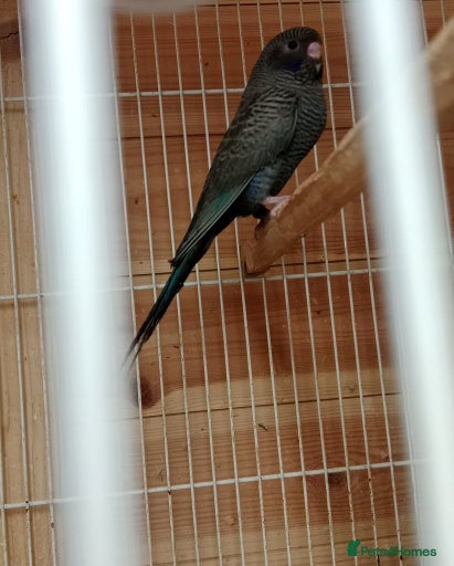 Gallery Image {{count}}