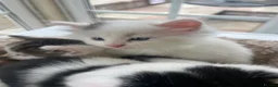 Mixed Breed cats for sale: Beautiful long hair kittens  - Advert 7