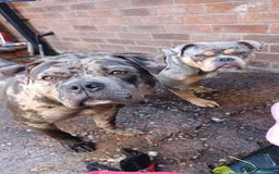 American Bully dogs for sale: Here is indi(moaning mertle)  - Image 6