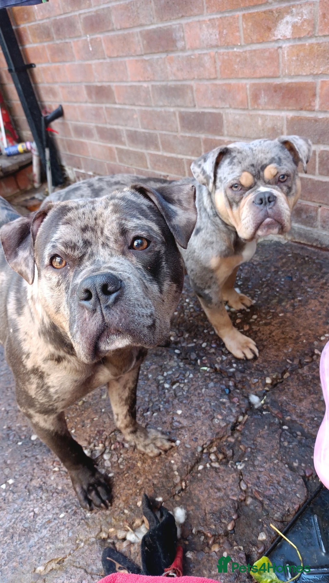 American Bully dogs for sale: Here is indi(moaning mertle)  - Image 6
