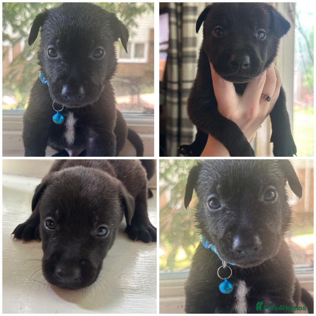 Mixed Breed dogs for sale: Staffy x Belgian Malinos  - Image 4