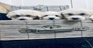 Mixed Breed dogs - Advert 6