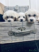 Mixed Breed dogs - Advert 6